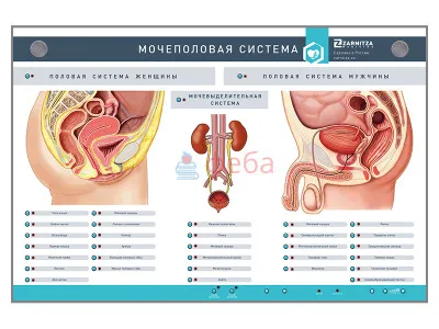 310_МУ0035_Стенд_Мочеполовая_система