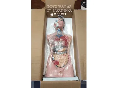 T001 Модель мужского торса разборная 85 см 19 частей