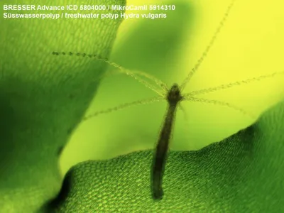 bresser-micro-advance-icd-10-160x-dop4