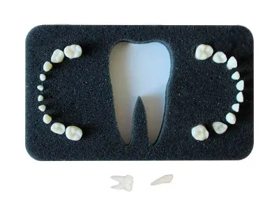 М0205 Комплект из 20 временных зубов с анатомическими корнями 3-20Э