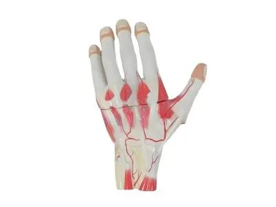 SMD136 Модель строения кисти разборная 3 части