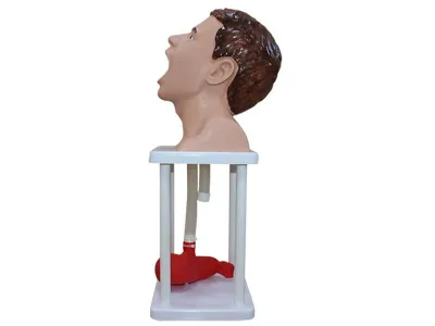 Тренажер зондирования и промывания желудка человека_1