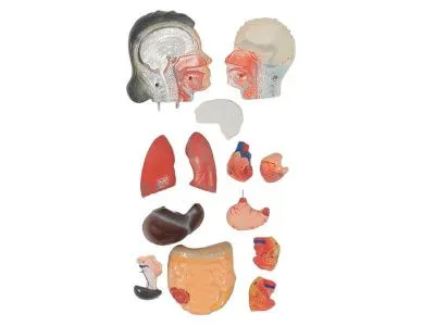 T007 Модель женского торса разборная 42 см 15 частей