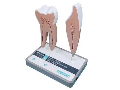 МУ0040 Интерактивный электрифицированный макет «Зубы»