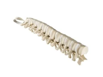 1019615 Грудные позвонки, стандартные, ORTHOBone