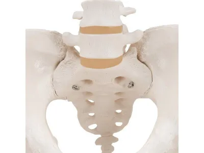 Модель женского таза 3B Smart Anatomy_5