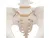 Модель женского таза 3B Smart Anatomy_5