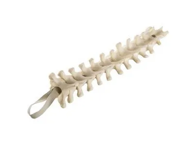 1019615 Грудные позвонки, стандартные, ORTHOBone