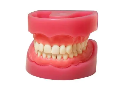 М0471 Денто-модель верхней и нижней челюсти ЧВН-32 N