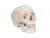 Классическая модель человеческого черепа, 3 часть 3B Smart Anatomy