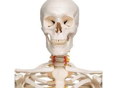 Модель гибкого скелета «Fred» класса «люкс», 176 см_3