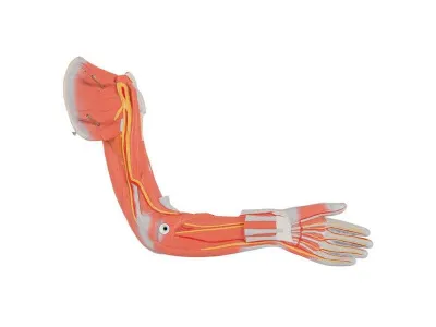 Цельная фигура с мышцами, двуполая, 84 см_5