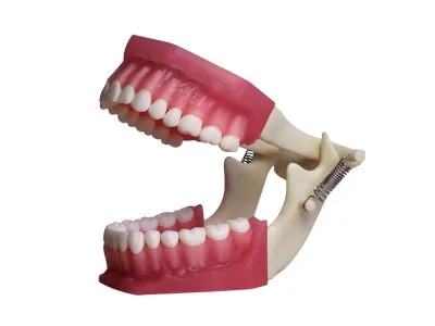 МУ0246  Денто-модель верхней и нижней челюсти с окклюдатором ЧВН-320