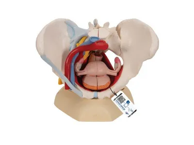 Модель женского таза со связками, сосудами, нервами, мышцами тазового дна