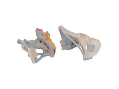 Модель мужского таза со связками, 2 части 3B Smart Anatomy_4