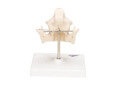 Модель молочных зубов 3B Smart Anatomy_3