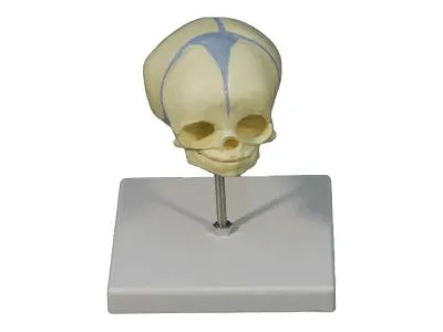 L022 Модель черепа плода