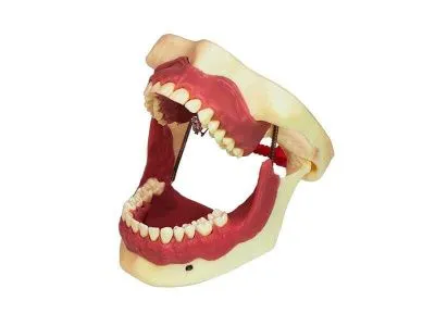 М0362 Денто-модель для проведения проводниковой анестезии