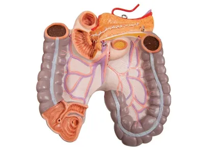 Классическая модель торса, гендерно-нейтральная, 16 предметов_6
