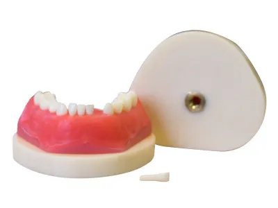 М0206 Денто-модель сменного прикуса ЧВН-24