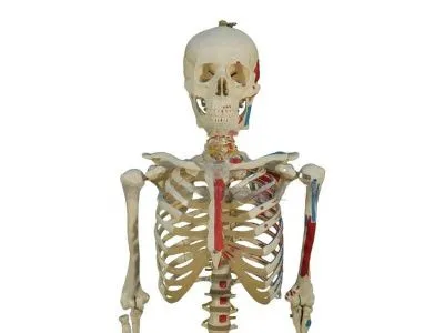 A002 Модель скелета человека с раскрашенными местами прикрепления мышц (со стойкой), 165 см