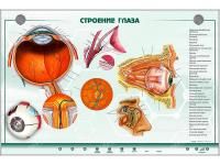 310_МУ0023_Стенд_Строение_органа_зрения