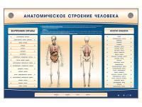 310_Пищеварительная_система