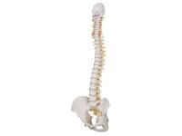 310_1005116 Мандибула с зубами, ORTHOBone 1