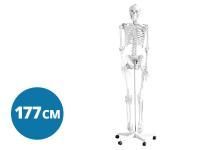 МУ0871 Скелет человека полноразмерный, 177 см