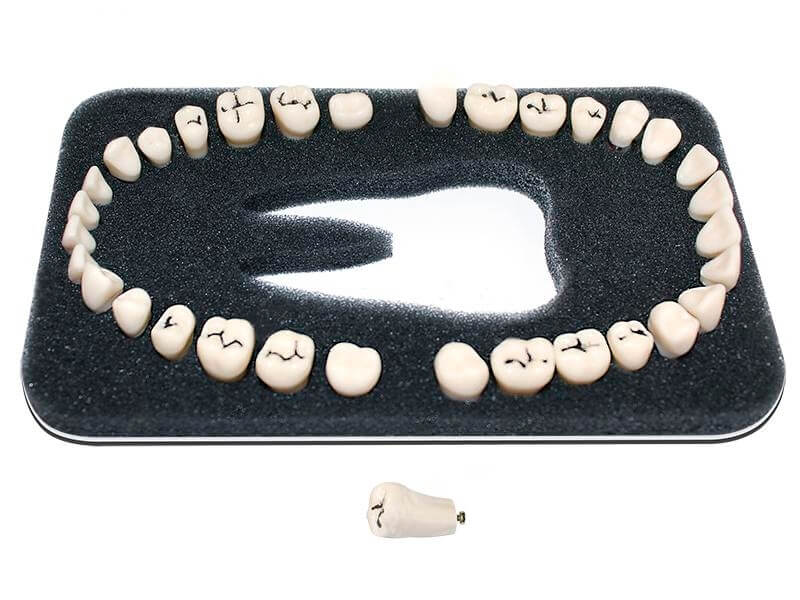 Артель 32. Зарница комплект зубов. ЧВН-32э Денто-модель верхней и нижней челюстей для эндодонтии. Модель z-00032. Набор из челюсти.