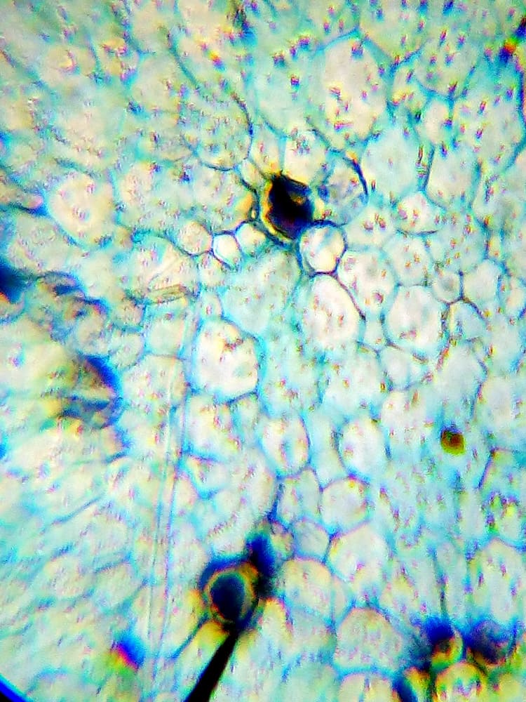 Какую клетку можно увидеть. Микроскоп Levenhuk k50. Микроскоп Левенгук 101. Микрофотография клетки 1200 крат. LABZZ m101.