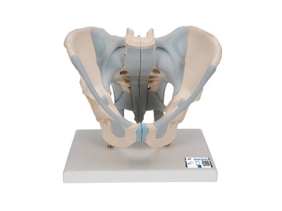 Модель мужского таза со связками, 2 части 3B Smart Anatomy_1