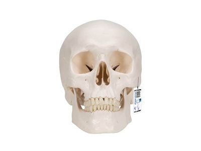 Классическая модель человеческого черепа, 3 часть 3B Smart Anatomy_1