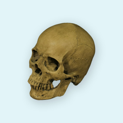 310_SCGY01_Модель черепа человека сверхреалистичная 2 части 1