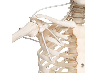 Функциональная подвесная модель скелета Frank 3B Smart Anatomy, 192 см _3