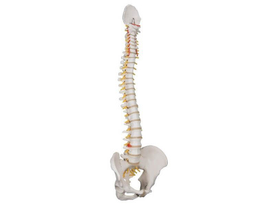 Классическая гибкая модель позвоночника человека 3B Smart Anatomy_2
