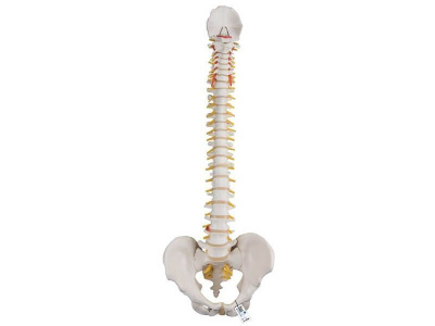 Классическая гибкая модель позвоночника человека 3B Smart Anatomy_1