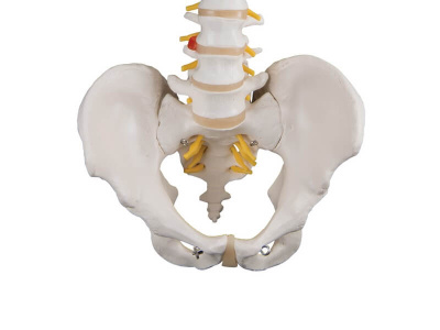 Классическая гибкая модель позвоночника человека 3B Smart Anatomy_3