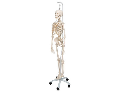 Функциональная подвесная модель скелета Frank 3B Smart Anatomy, 192 см _2