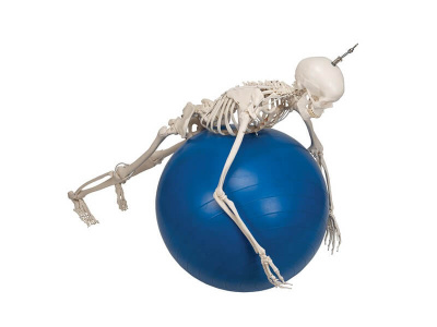 Функциональная подвесная модель скелета Frank 3B Smart Anatomy, 192 см _3.1