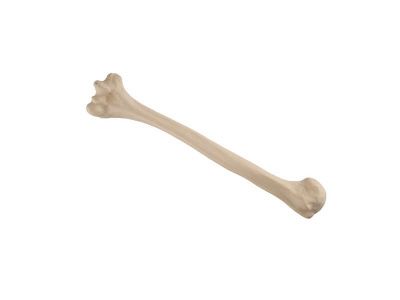 1019609 Плечевая кость, стандартная, левая, ORTHOBone