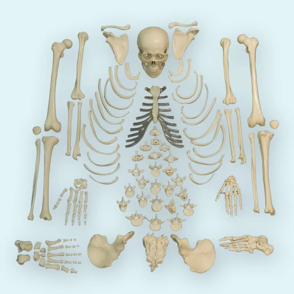 Bones model. Модель скелета человека. Набор скелет человека. Макет скелета. Макет скелета человека.