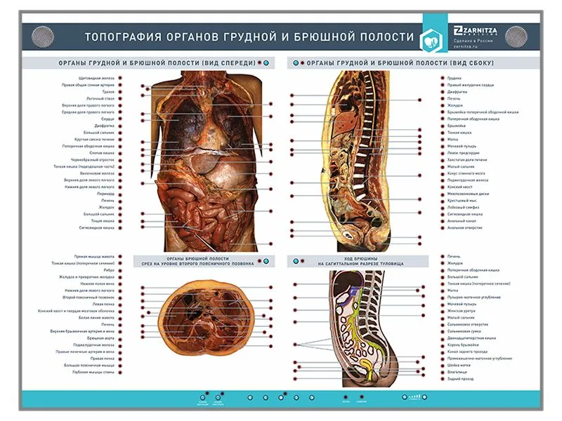 Анатомия и физиология женской половой системы